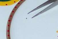 fakefleaandtweezers